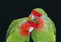 The bright plumage of the parrot is one of its most distinctive features, and until recently how their unique red colouring was produced was a mystery. Using cutting-edge technology, biologists have now solved this centuries-old puzzle.